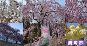 岡崎市の桜の名所
