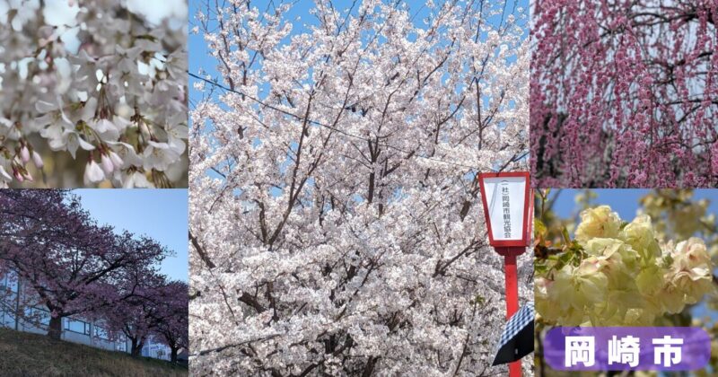 岡崎市の桜の名所