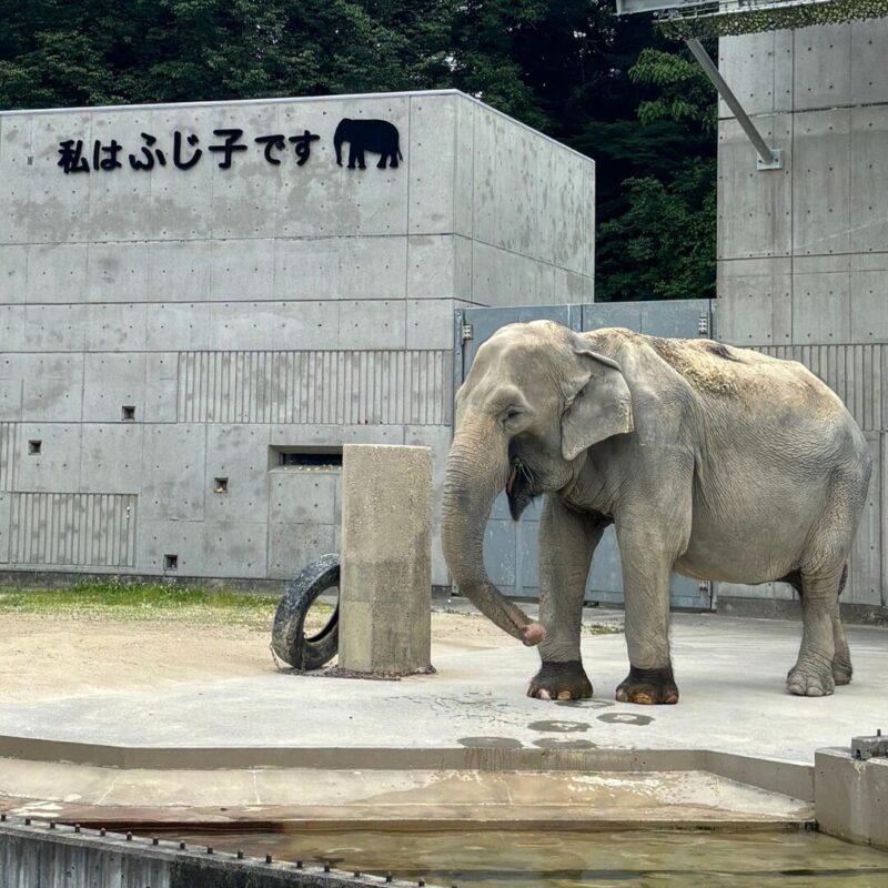 ゾウのふじこ